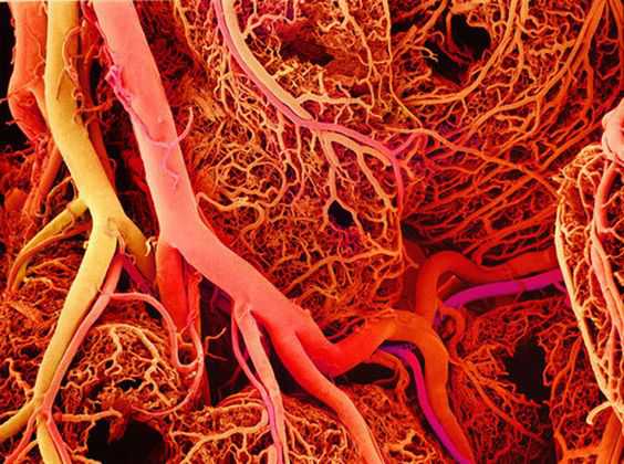 60,000 miles of blood vessels in the human body-zedua