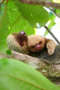 Baby sloths love to cuddle