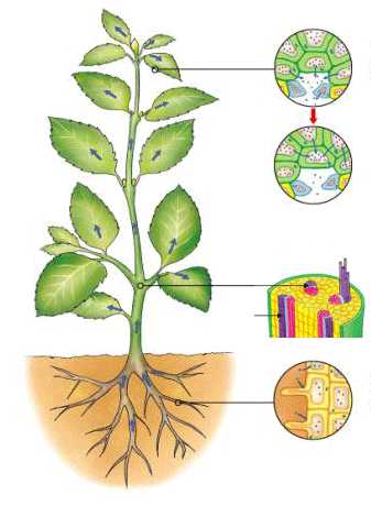 Respiratory system of Plants | Kids Science Experiment | Zedua.com